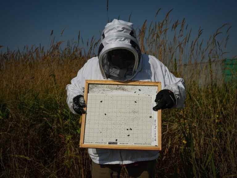 Des scientifiques de la Colombie-Britannique espèrent lutter contre les acariens qui perforent et tuent les abeilles