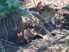 Sur la photo, des lapins dans le parc Lindsay à l'extérieur du centre communautaire et sportif MNP le mardi 6 septembre 2022.