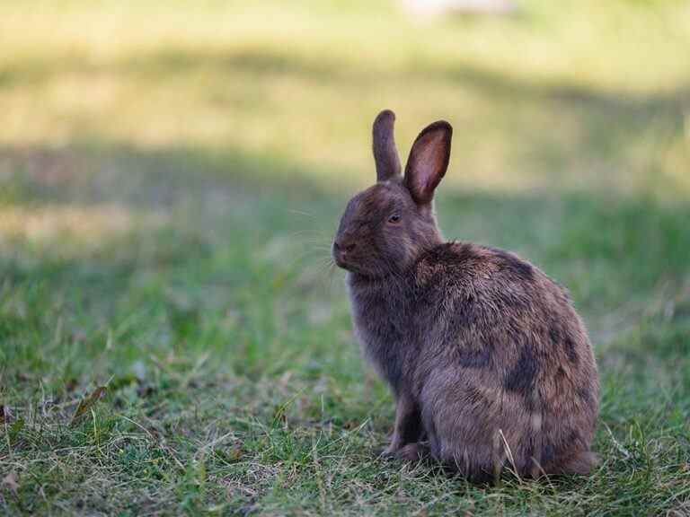 La maladie mortelle du lapin est « fortement suspectée » de tuer des lapins sauvages dans les communautés de Calgary