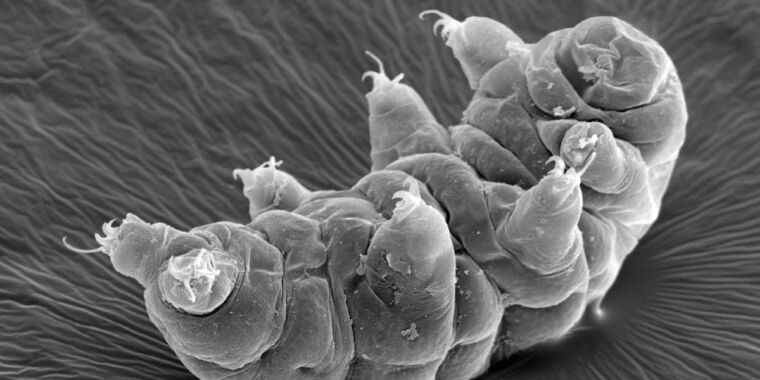 Les scientifiques glanent de nouvelles informations sur la façon dont les tardigrades peuvent survivre à la déshydratation