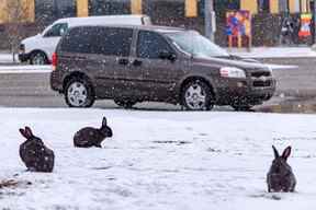 Les lapins sauvages étaient monnaie courante dans la communauté sud-est de Seton l'hiver dernier.