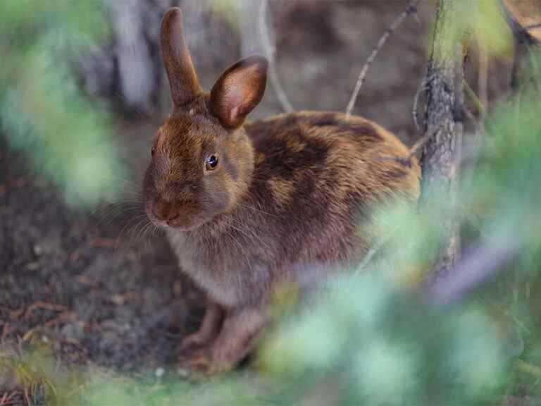 Une maladie rare anéantit des lapins sauvages à Calgary, des tests confirment