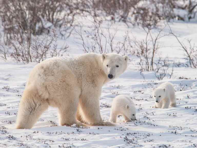 Bjorn Lomborg : Supprimer les bonnes nouvelles fait peur à nos enfants