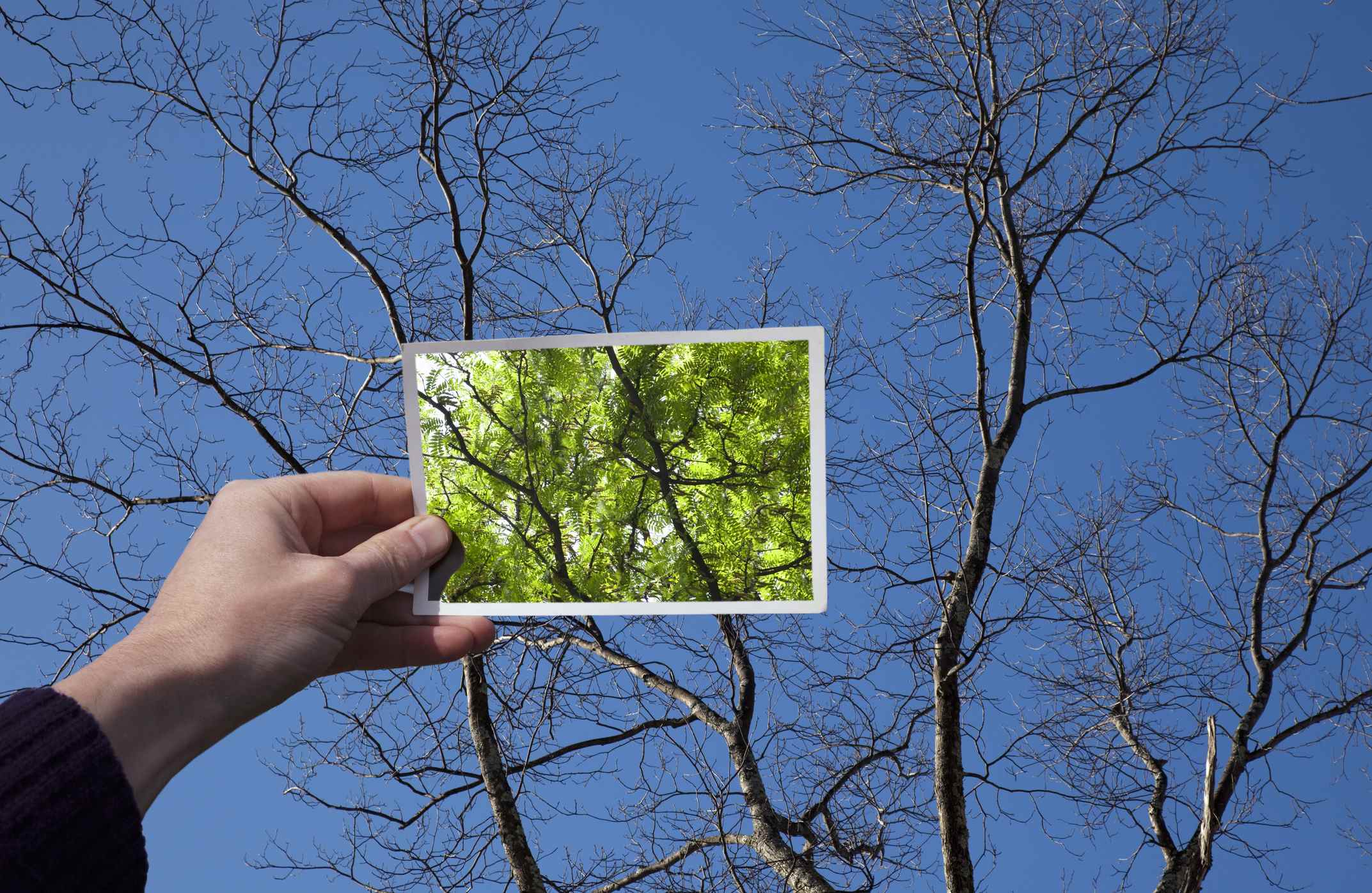 Main tenant un instantané d'arbre en fleurs contre le même arbre en hiver sans feuilles ;  amérique latine optimisme prudent