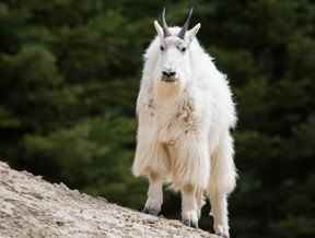 Une chèvre de montagne à l'état sauvage.  Des dossiers