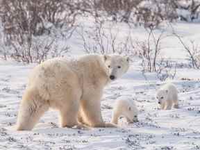 Les ours polaires étaient autrefois utilisés pour souligner les dangers du changement climatique, mais le nombre d'ours polaires a augmenté.