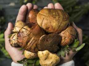 Un repas impliquant des amis avec des champignons douteux a conduit à un problème de confiance.