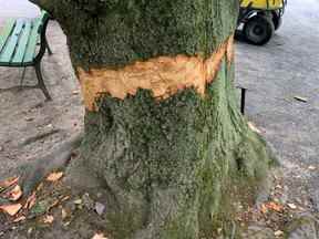 L'un des 32 arbres attaqués dans la nuit de juillet aux jardins publics d'Halifax par des personnes armées de haches.  Enlever l'écorce de la base d'un arbre le tue généralement.