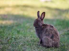 Sur la photo, un lapin dans le parc Lindsay à l'extérieur du centre communautaire et sportif MNP le mardi 6 septembre 2022.