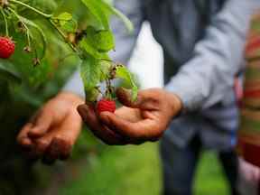 Un travailleur cueille des framboises à Masse, une exploitation agricole de baies à Saint Paul d'Abbotsford près de Granby, Québec, Canada le 11 août 2022.