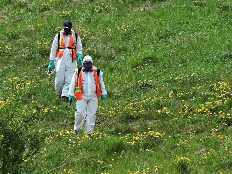 Opinion: Interdire les pesticides cosmétiques est une question de santé publique, pas de politique