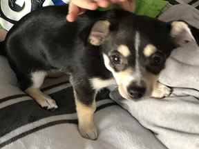 Striker, un chiot chihuahua volé dans une animalerie de Whitecourt avant que la boutique ne soit incendiée le lendemain de Noël 2019. Thomas Berube a admis avoir tué l'animal lorsqu'il s'est rendu compte qu'il faisait l'objet d'une enquête pour les incendies.