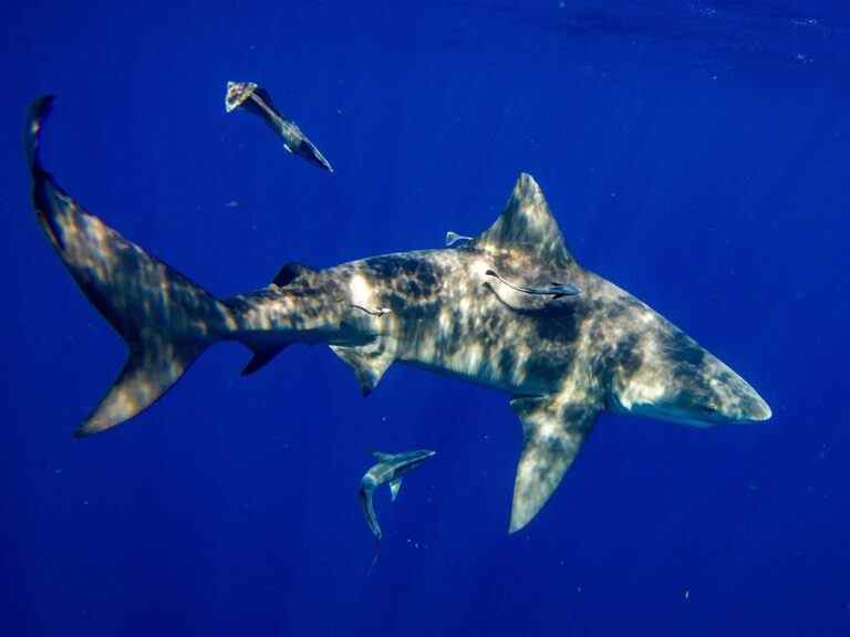 Un requin tue un touriste américain en apnée aux Bahamas: des flics