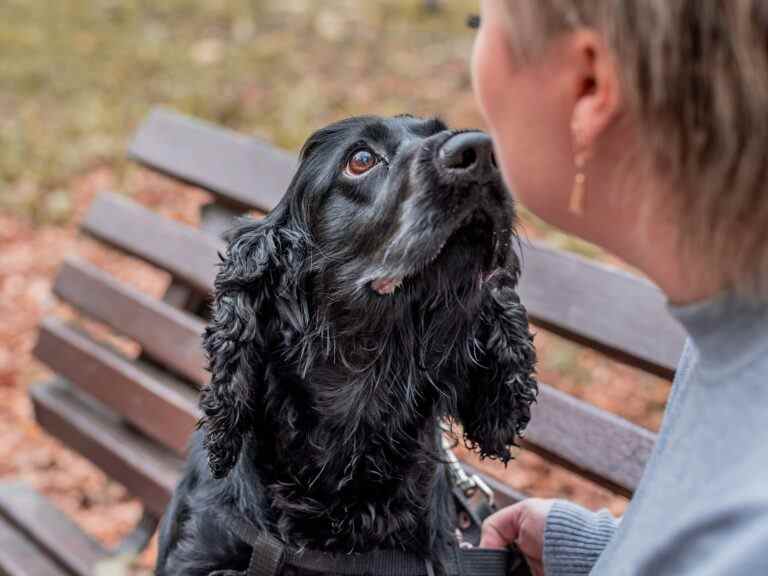 Les chiens peuvent sentir quand les humains sont trop stressés : étude