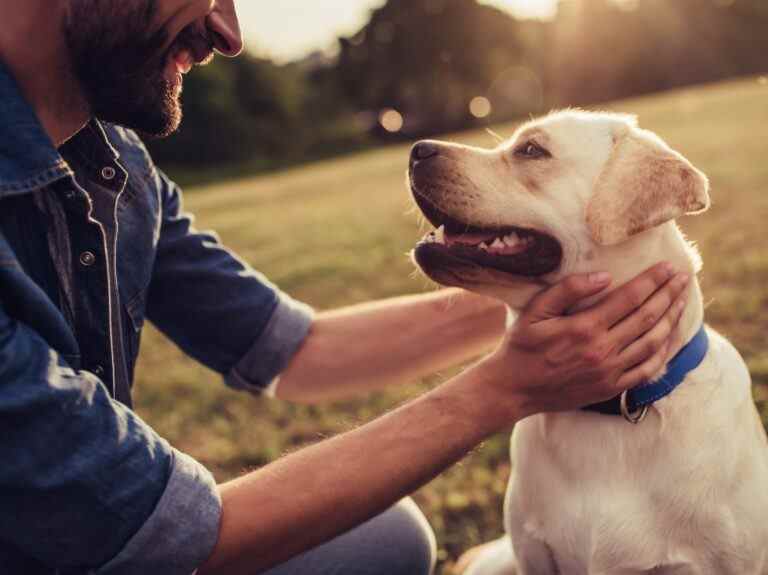 Les chiens pleurent des larmes de joie lorsqu’ils retrouvent leurs maîtres : étude