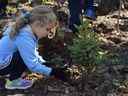 Katelyn Slater ajoute des poignées de terre à la base d'un épicéa nouvellement planté.