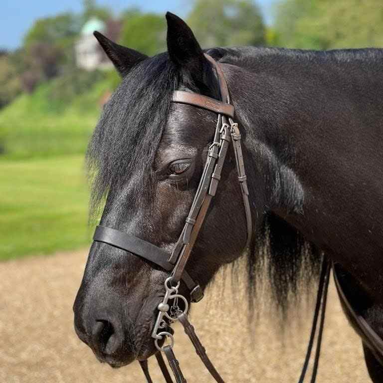 Une nouvelle photo publiée par Buckingham Palace d'Emma, ​​le cheval de la reine Elizabeth II qui figurait lors de ses funérailles au château de Windsor - Buckingham Palace 