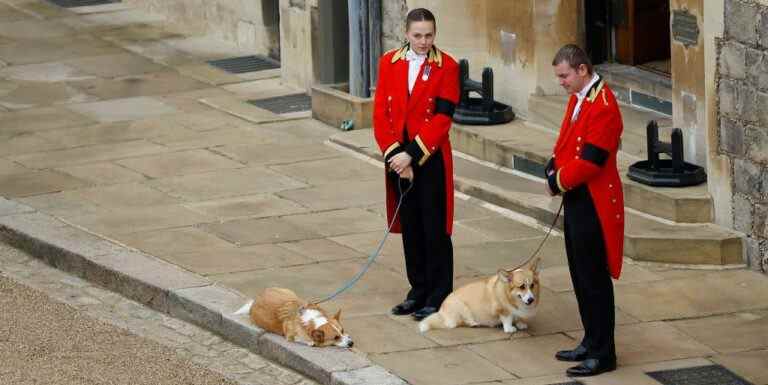 La duchesse Sarah parle de la vie avec les deux corgis de la reine : c’est un « grand honneur »