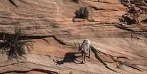 Big Horn Sheep est un spectacle courant le long de la route 9 dans la partie est du parc national de Zion dans l'Utah.  Ernest Doroszuk/Toronto Sun