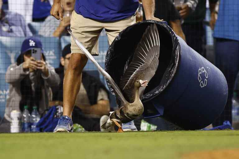 Goose on Loose provoque un retard alors que les Padres égalisent la série avec les Dodgers