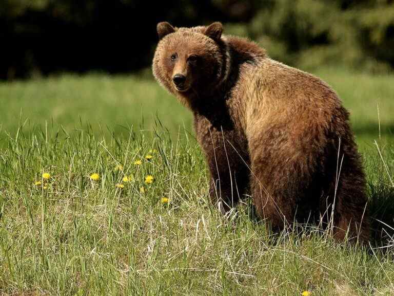 Un lutteur d’université sauve un coéquipier d’un grizzly: « Je ne voulais pas perdre mon ami »