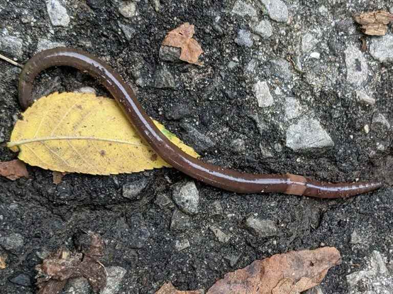 Le ver envahissant glissant et sautant est une menace pour les forêts, les oiseaux et les autres animaux sauvages