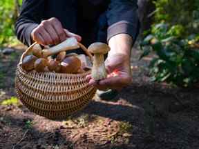 Une colonne sur la consommation de champignons fourragers a enflammé les lecteurs de cette colonne.