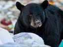 Un ours noir creusant dans les ordures est représenté sur cette photo d'archive.