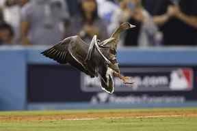 Une oie vole sur le terrain lors de la huitième manche du deuxième match de la série de la division de la Ligue nationale entre les Dodgers de Los Angeles et les Padres de San Diego au Dodger Stadium le 12 octobre 2022 à Los Angeles, en Californie.  (Photo de Ronald Martinez/Getty Images)