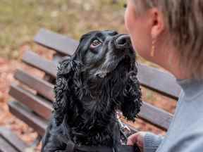 Black Cocker Spaniel assis sur le banc à l'extérieur dans le parc avec le propriétaire, reniflant le visage du propriétaire.