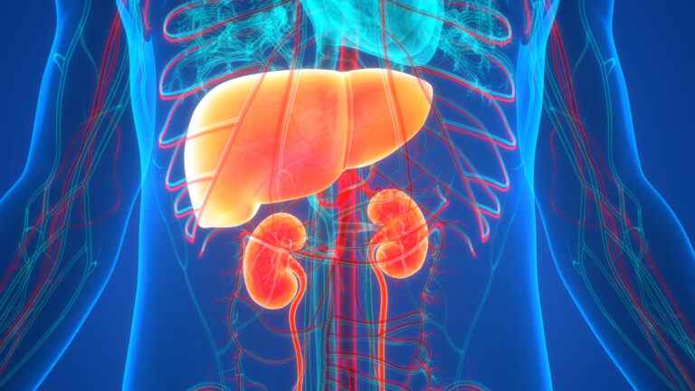 Les thérapies cellulaires de pointe visant à atténuer la pénurie d’organes aux États-Unis