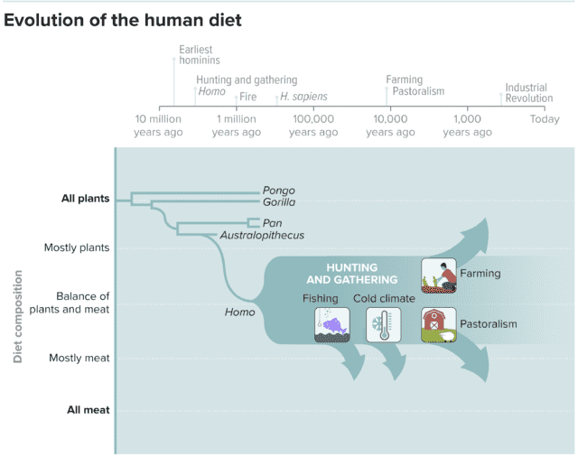 L'alimentation humaine est bien plus large que celle de nos ancêtres ou des grands singes comme les orangs-outans, les gorilles ou les chimpanzés.  Selon les circonstances, les populations de chasseurs-cueilleurs peuvent manger des régimes allant de fortement à base de plantes à fortement à base d'animaux.  Le développement de l'agriculture a poussé les régimes alimentaires plus fermement vers les plantes pour les agriculteurs et les produits animaux pour les éleveurs.  (Adapté de H. Pontzer & BM Wood/ AR Nutrition 2021)