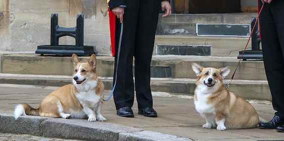 Sarah Ferguson explique comment les corgis de Queen s’installent dans leur nouvelle maison