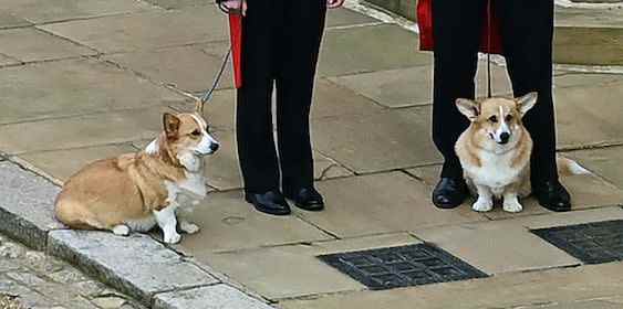 Sarah Ferguson vient de partager de nombreuses nouvelles photos des corgis de feu Queen’s