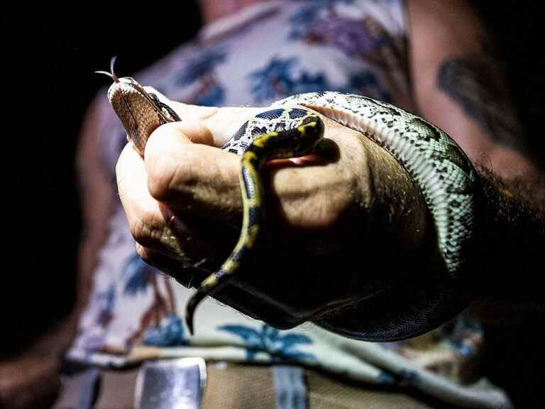 Un homme accusé de contrebande de pythons dans son pantalon à la frontière américaine