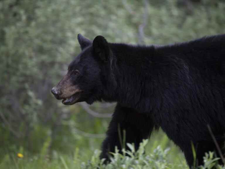 Un ours attaque une famille en Colombie-Britannique, puis protège deux femmes grièvement blessées du sauvetage