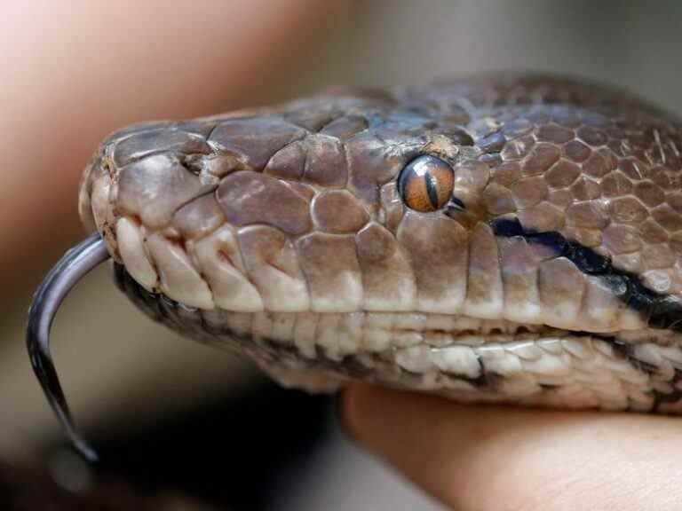 Une grand-mère indonésienne meurt quand un python l’avale en entier