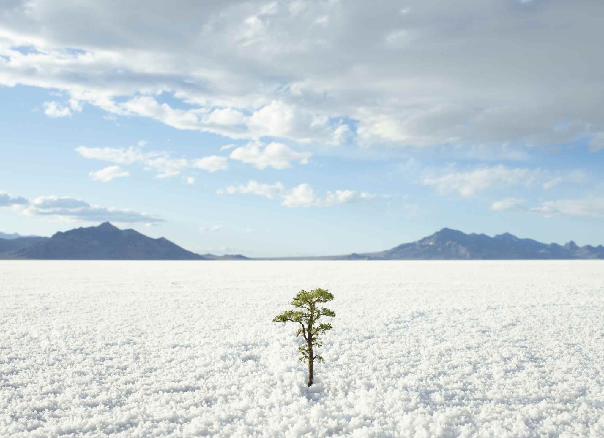 Petit arbre qui pousse sur les salines