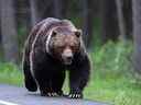 Un grand grizzli nommé The Boss est représenté près du parc national de Banff, en Alberta, au Canada, à l'ouest de Calgary.