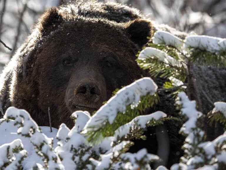 Un photographe de Banff rencontre «The Boss», le grizzly le plus coriace de Bow Valley