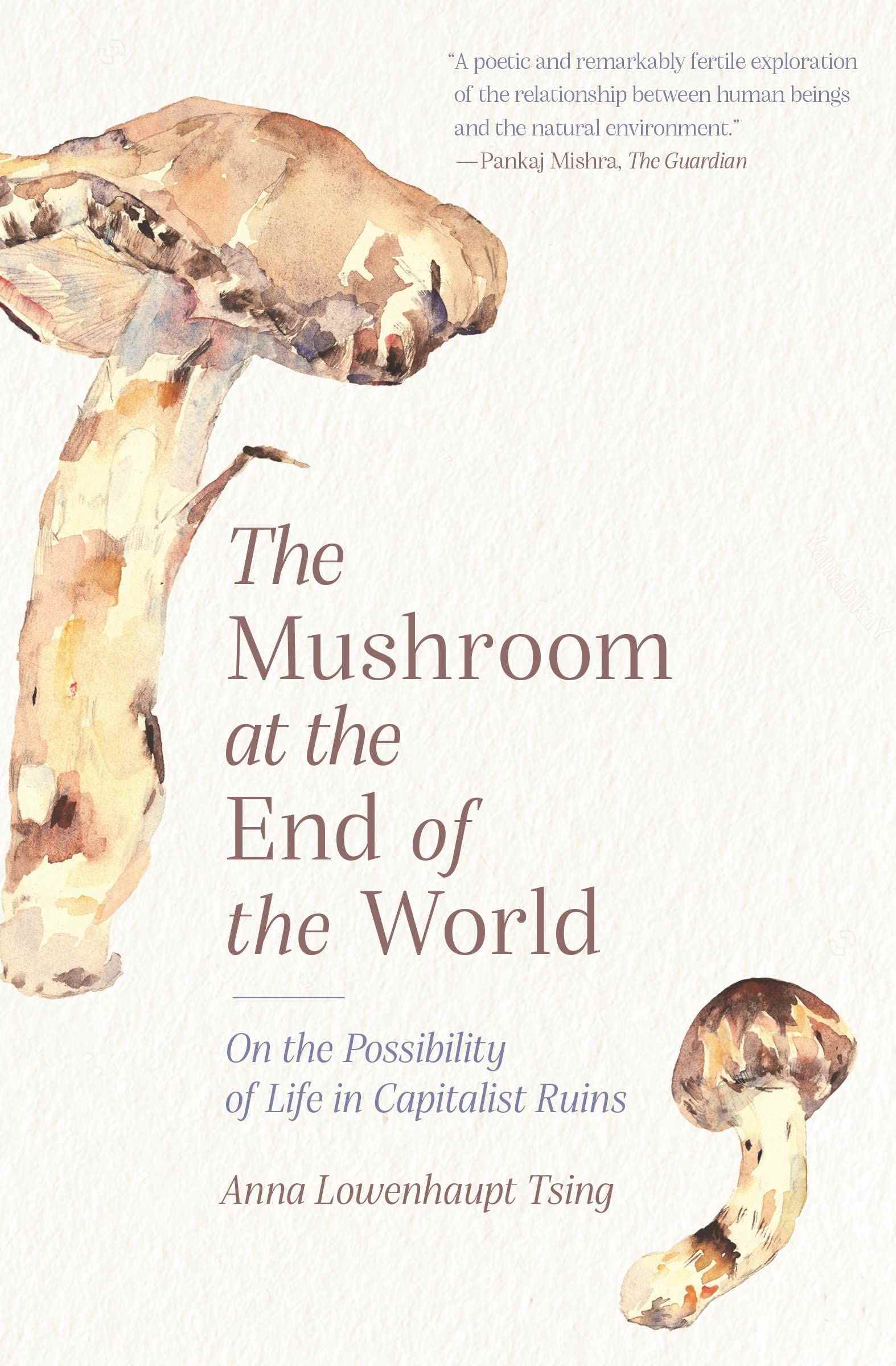 Couverture du livre Le champignon du bout du monde