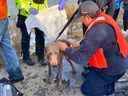 Les pompiers, les policiers et les ambulanciers paramédicaux aident à réconforter et à réchauffer le chien sauvé après être tombé à travers une fine couche de glace sur un étang jeudi