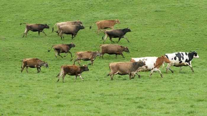 Des agriculteurs québécois planifient une nouvelle tentative de capture de bétail en fuite