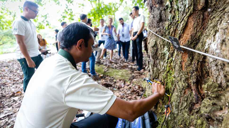 Surveillance des arbres Singapour