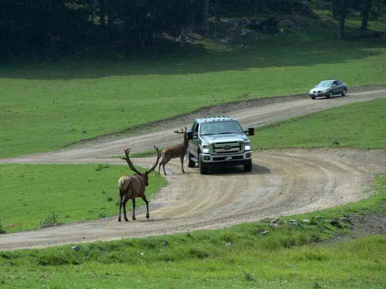 Deux hommes accusés d’avoir chassé des sangliers et des wapitis dans un parc safari de Québec font face à de multiples accusations