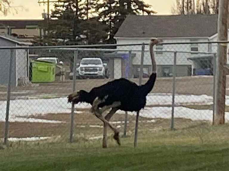 La police aide à combattre 20 autruches évadées à Taber, en Alberta.