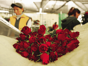 Deux serristes et un bouquet de roses.