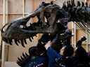 Shen le T. rex, un squelette de dinosaure Tyrannosaurus Rex de 1,4 tonne qui est proposé aux enchères par Christie's, est assemblé pour être exposé au Victoria Theatre & Concert Hall à Singapour le 27 octobre 2022. 