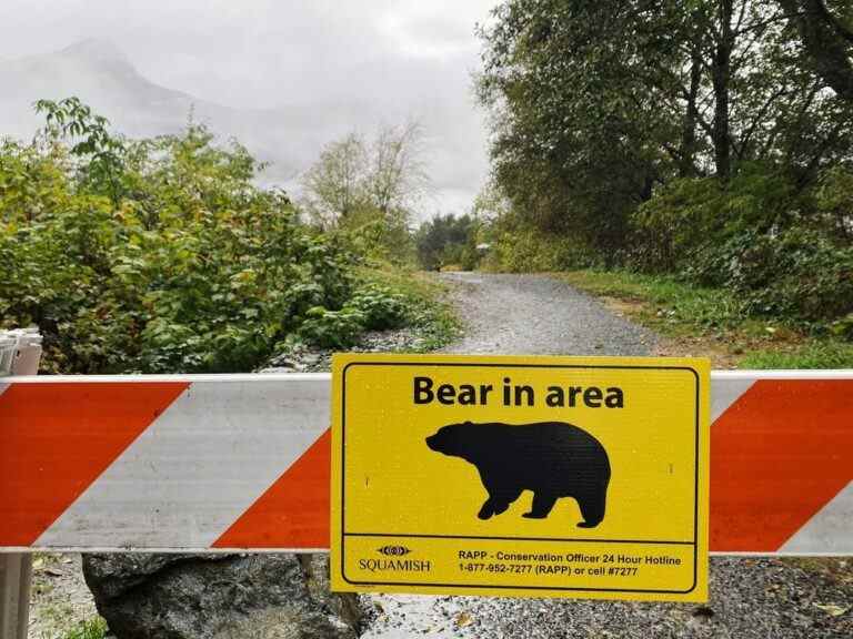 Les ours qui ont attaqué deux femmes à Squamish, en Colombie-Britannique, ne seront pas capturés