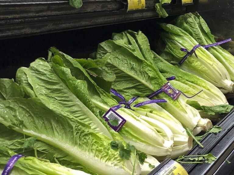 Les prix de la laitue grimpent en raison de la pénurie, certains restaurants retirent les légumes verts des menus